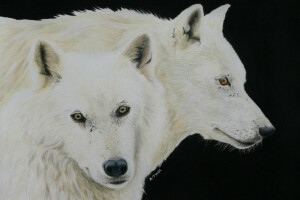 look, Painting, wolves