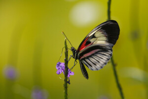 VLINDER, bloem, insect, mot, fabriek