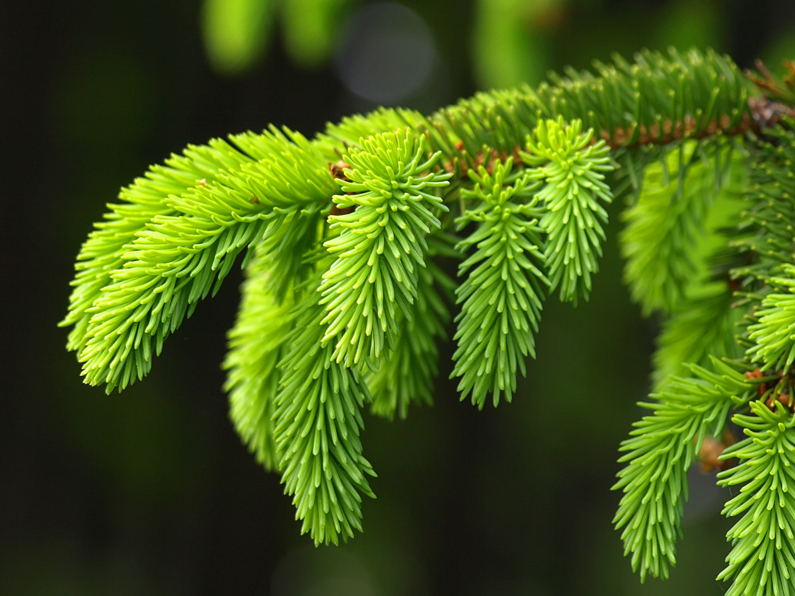 albero, sfondo, macro, bellissimo, ramo, abete rosso