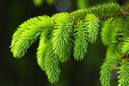 Contexte, magnifique, branche, macro, épicéa, arbre