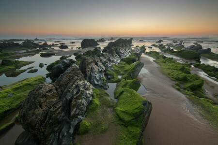 algae, horizon, rocks, sea, stones, sunset, the sky, Tide