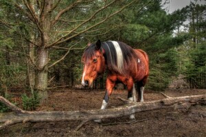 ansikt, skog, hest, mane