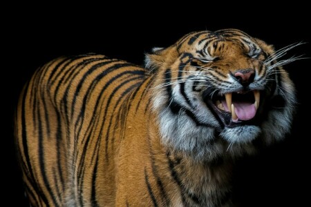 fond noir, crocs, Langue, sourire, tigre