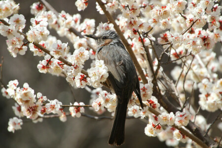 bird, branches, Cherry, flowering, flowers, petals, Sakura, spring