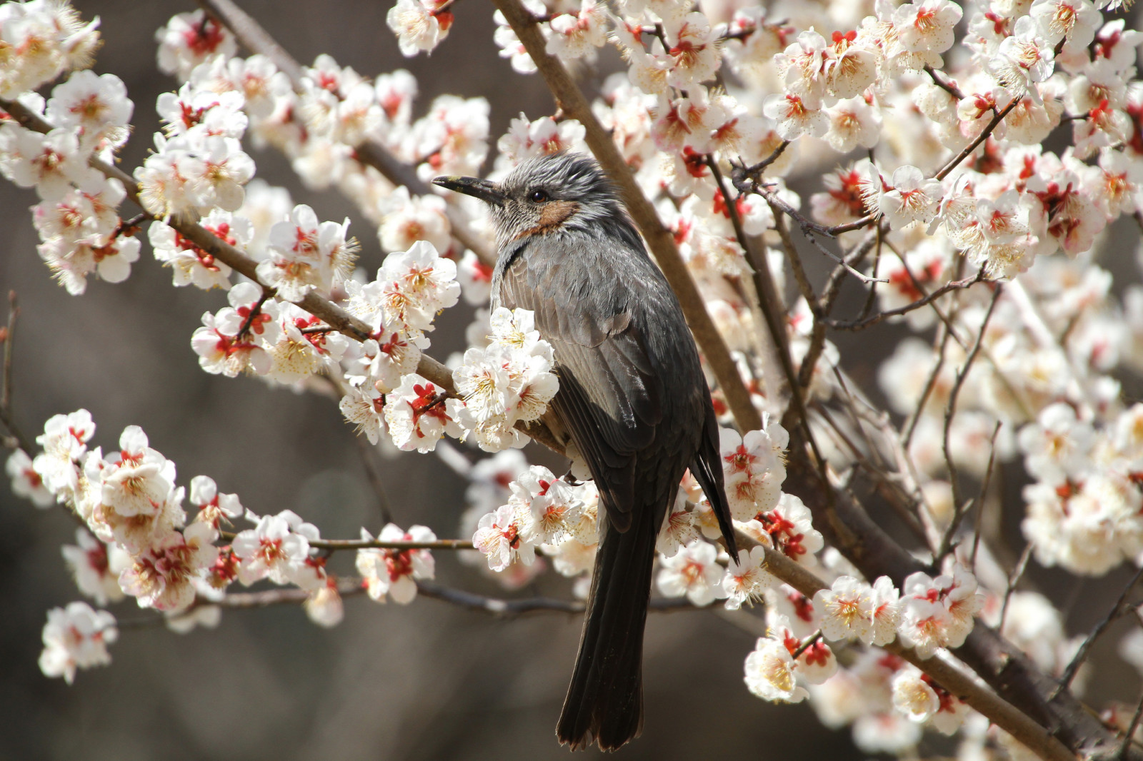 branches, flowers, spring, Cherry, bird, petals, flowering, Sakura