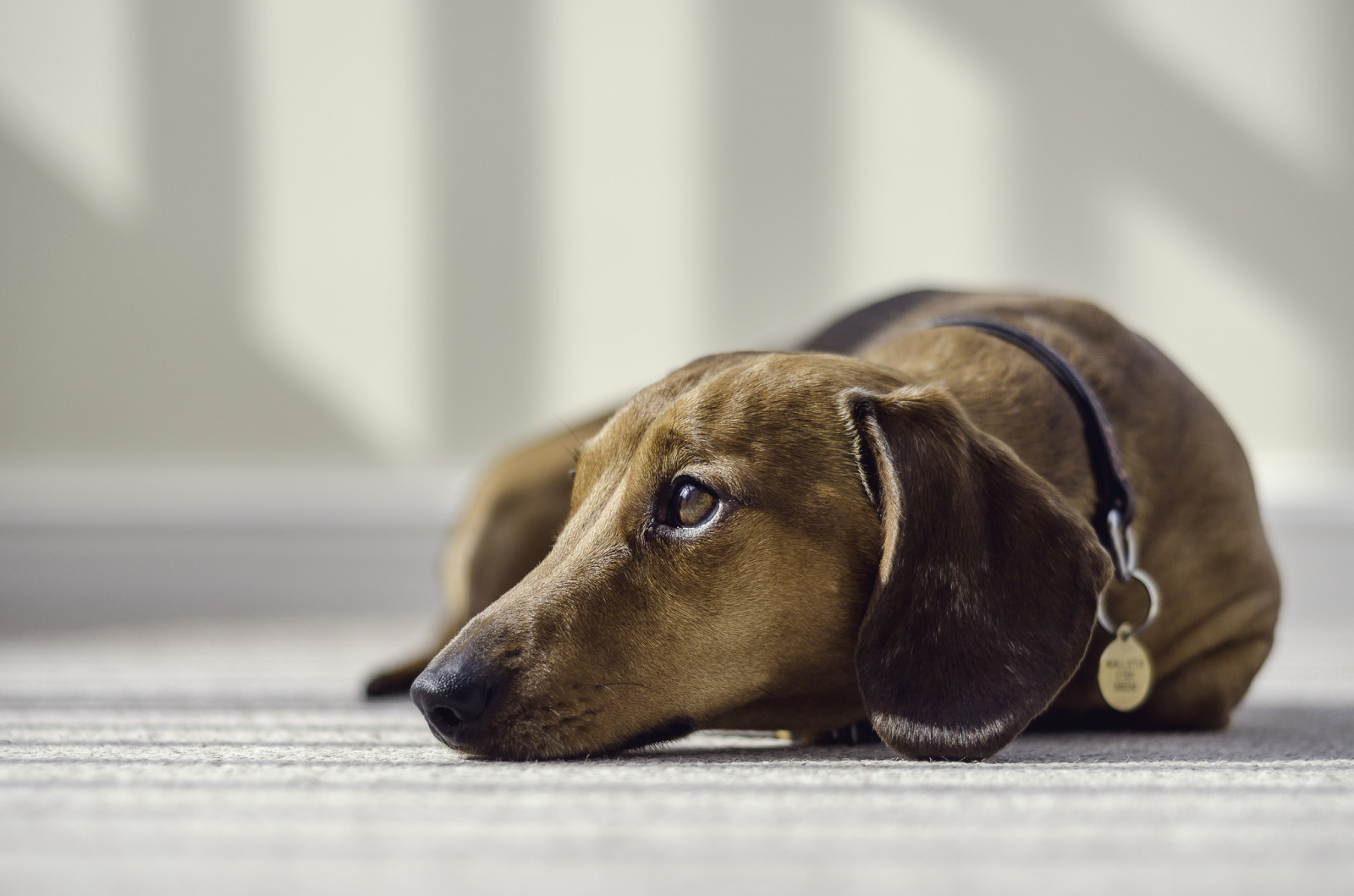 Guarda, cane, ogni