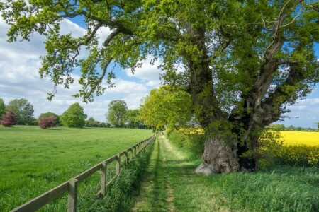 field, greens, the fence, tree