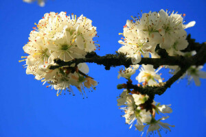 blommor, Trädgård, vår, himmelen, träd