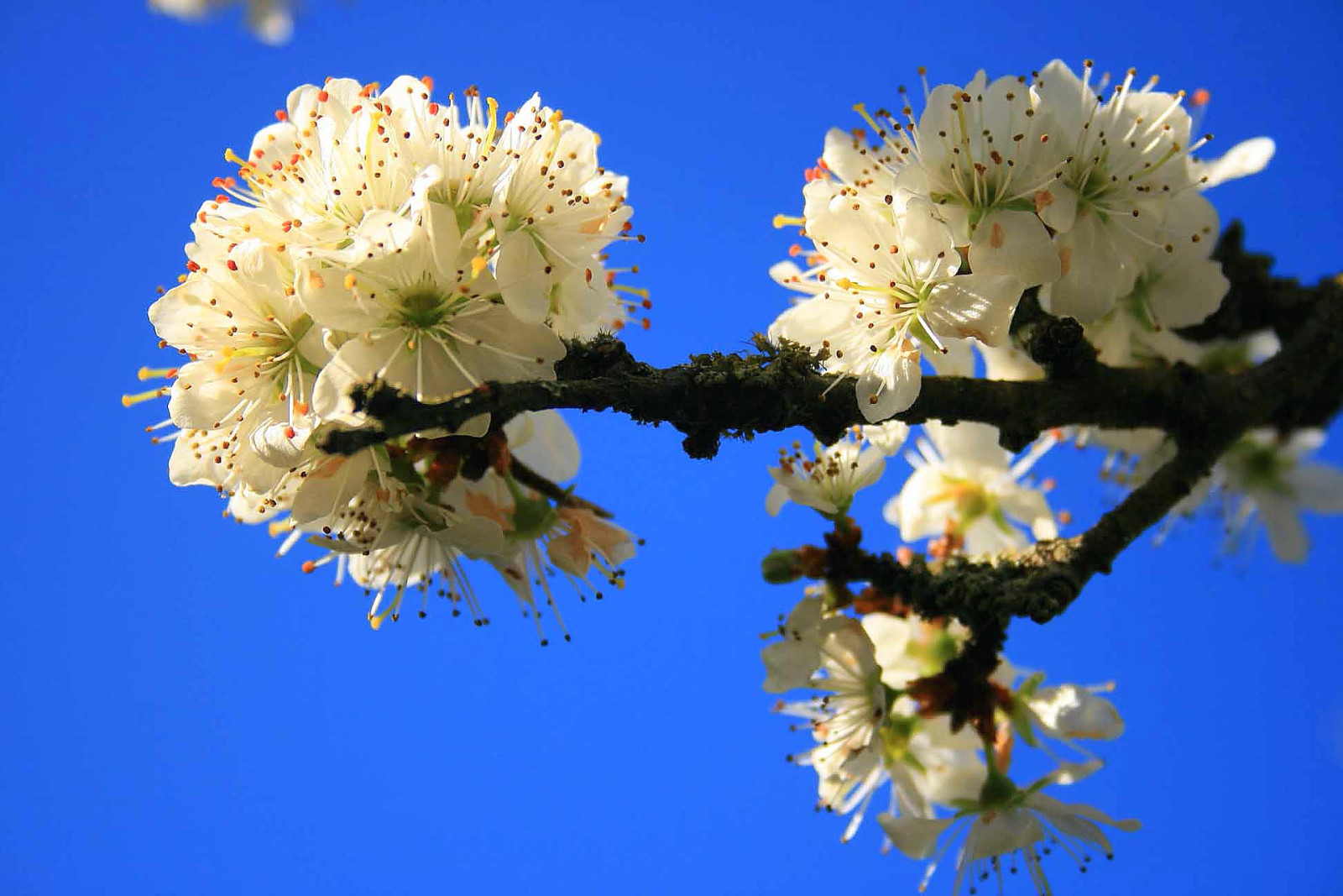 träd, himmelen, blommor, vår, Trädgård