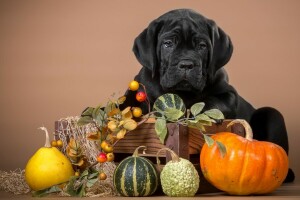 Preto, Cane Corso, abóbora, cachorro