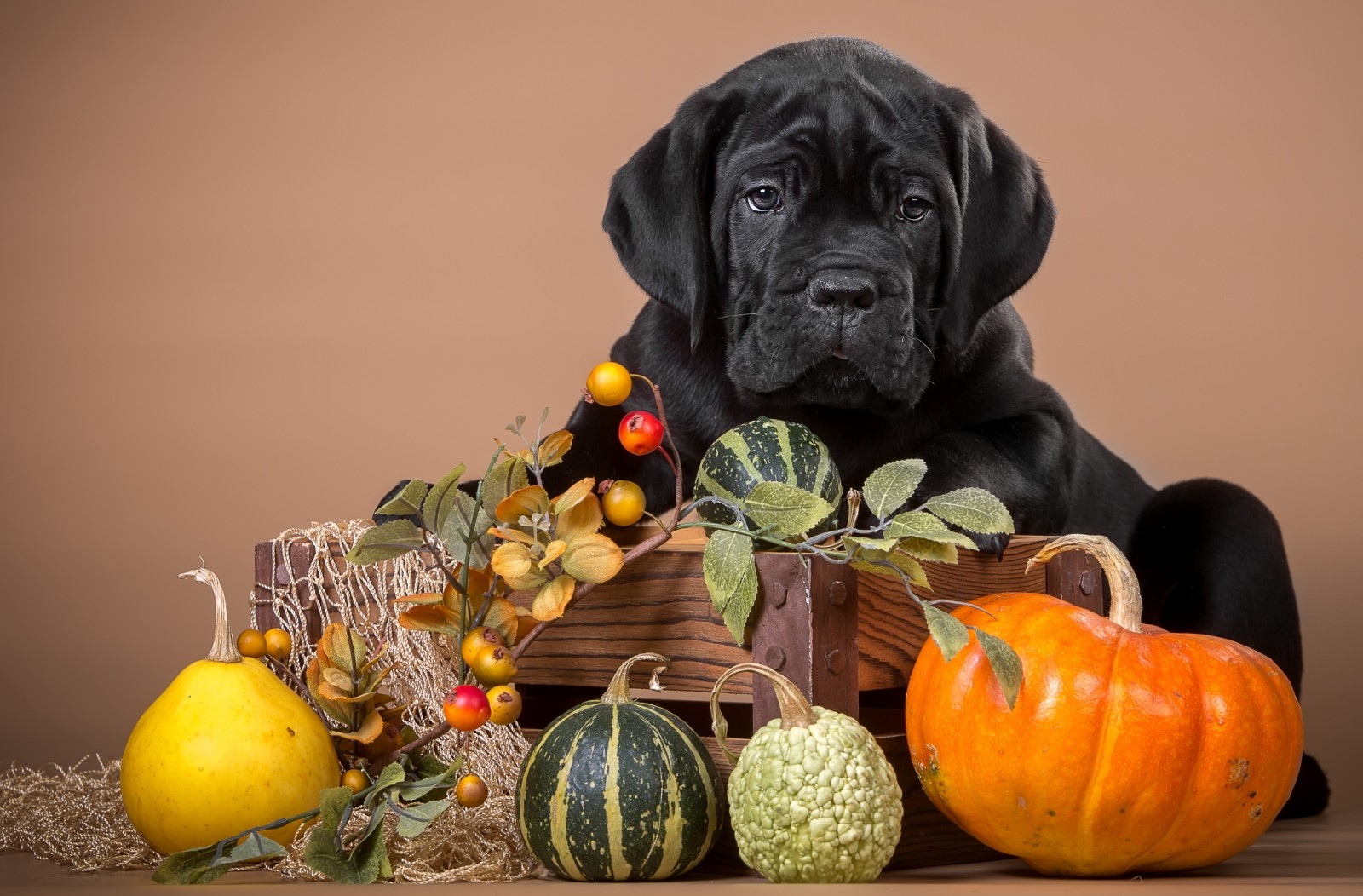 perrito, negro, calabaza, Cane Corso