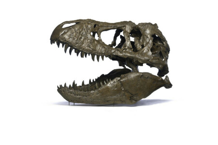 dinosaurie, paleontologi, skull