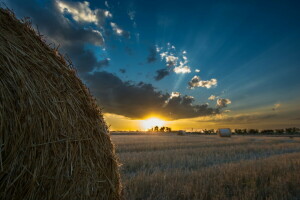 champ, foins, paysage, le coucher du soleil