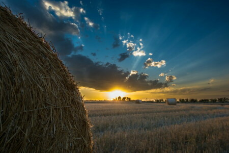 champ, foins, paysage, le coucher du soleil