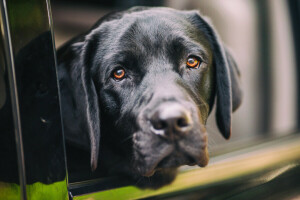 cachorro, face, Veja