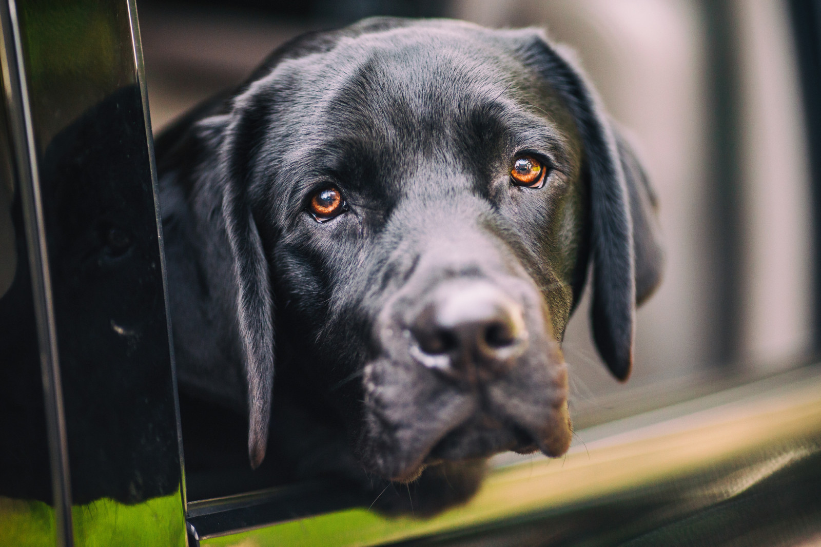 aussehen, Hund, Gesicht