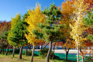 herfst, huis, Japan, de stad, Tokyo, bomen, water