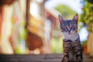 background, cat, look