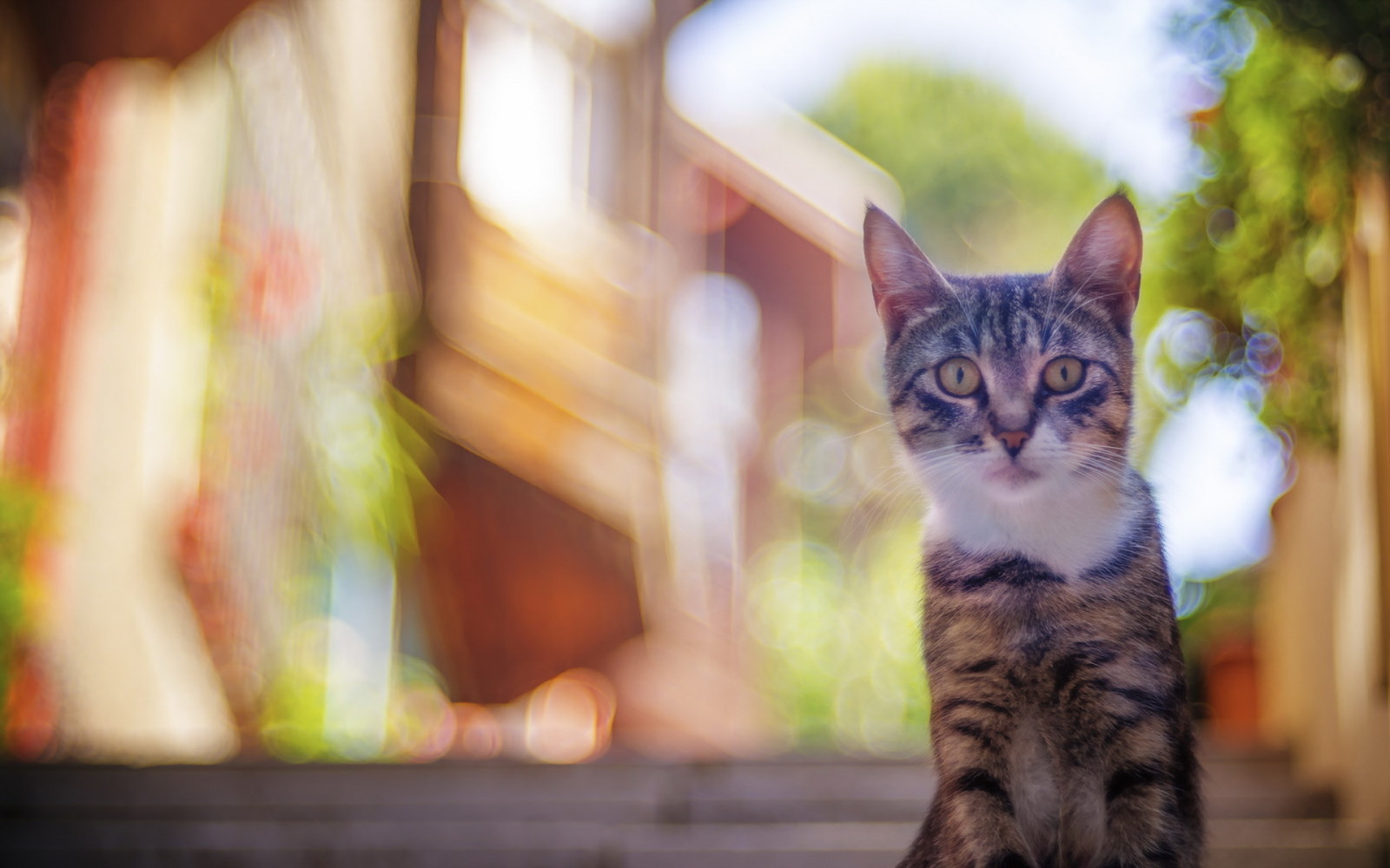 Guarda, sfondo, gatto