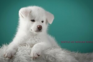 mignonne, chienchien, duveteux, chiot, blanc