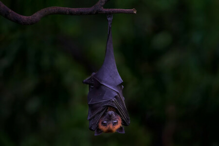 background, branch, flying Fox