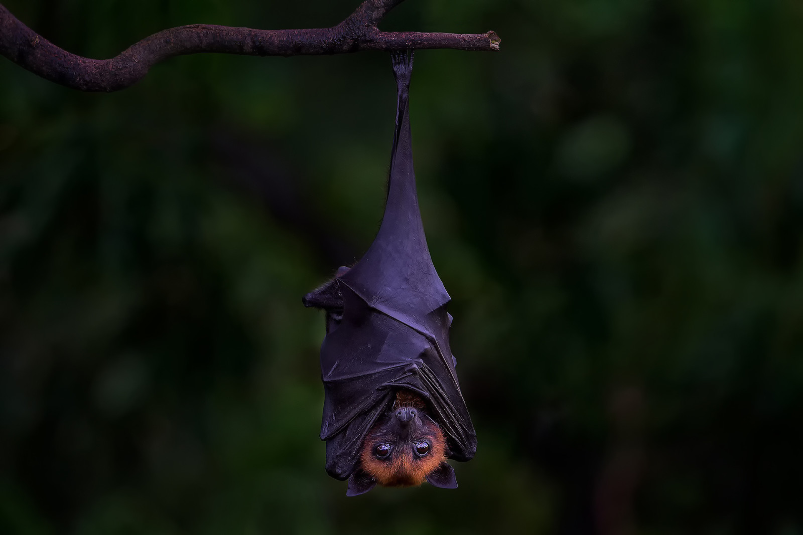 Contexte, branche, Renard volant