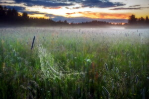 veld-, mist, web