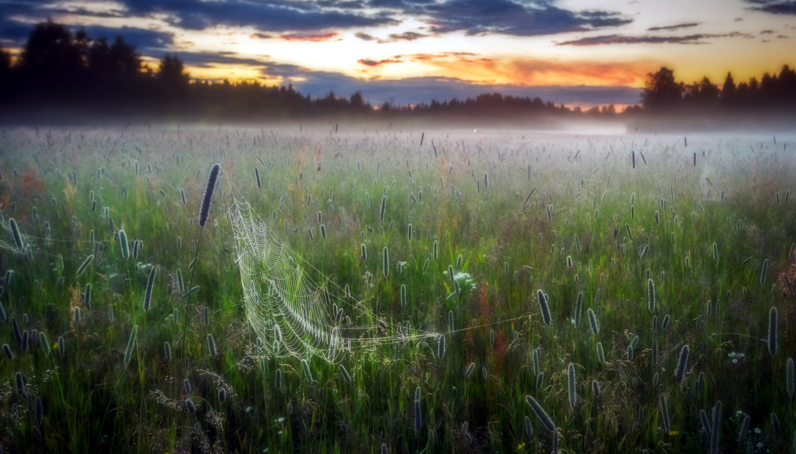 field, web, fog