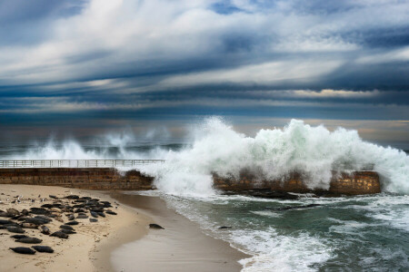 de praia, CA, Selos da Marinha, perfurar, San Diego, gaivotas, Seal Beach, selos