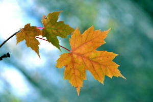 Herbst, Ast, Blätter, Ahorn, Natur