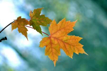 autumn, branch, leaves, maple, nature