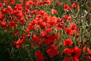 veld-, Mac, rood, het nummer