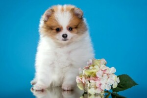 mignonne, fleurs, chiot, Loulou