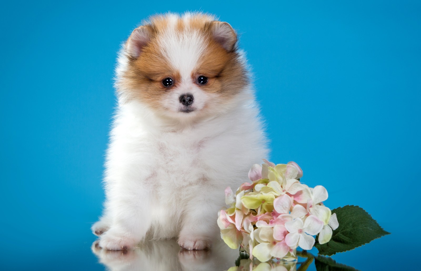 puppy, flowers, cute, Spitz