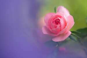 Germoglio, macro, petali, rosa