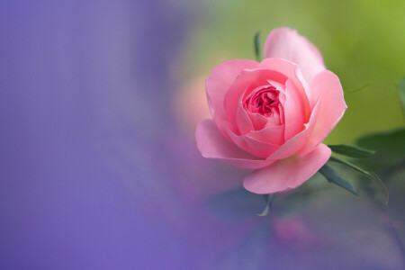 Bud, macro, petals, rose