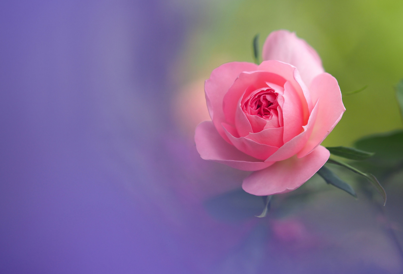 macro, rosa, pétalas, Bud