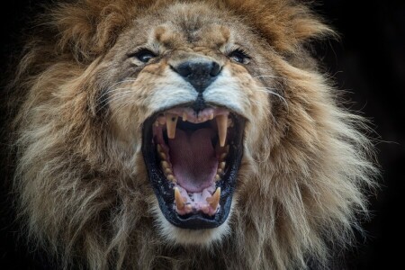 face, fã de chamuças, presas, Leo, juba, boca, o rei dos animais