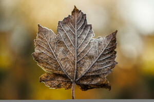 dezembro, seco, geada, macro, Folha, inverno