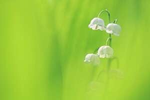 Contexte, fleurs, Muguet, pétales