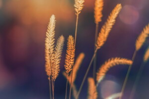 background, grass, nature