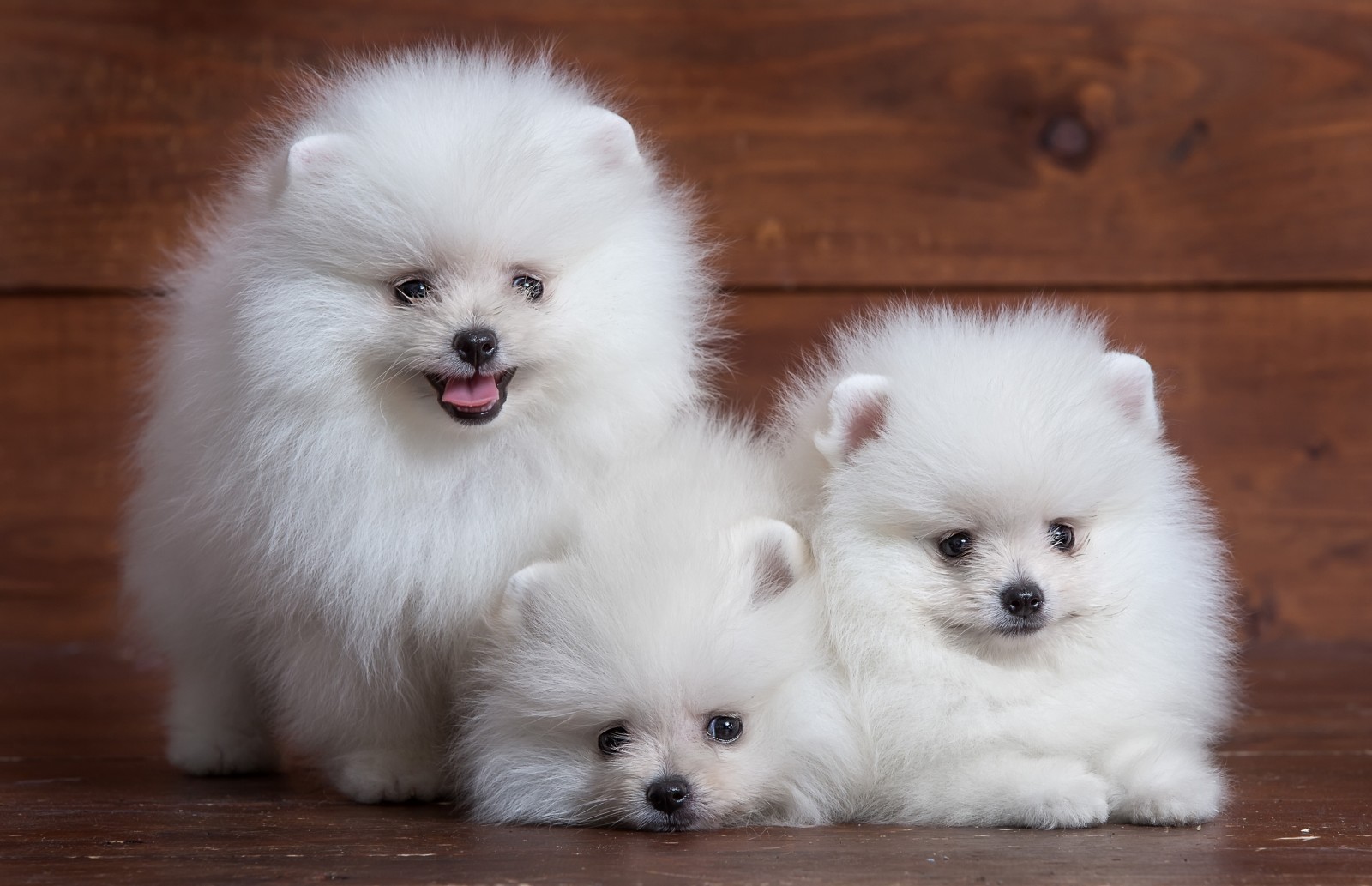 perrito, blanco, linda, trío, Perro de Pomerania