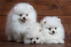 cute, puppy, Spitz, trio, white