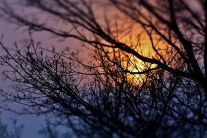 natur, solnedgang, himlen, træer, Kviste