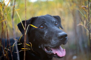 Hund, jeder, aussehen