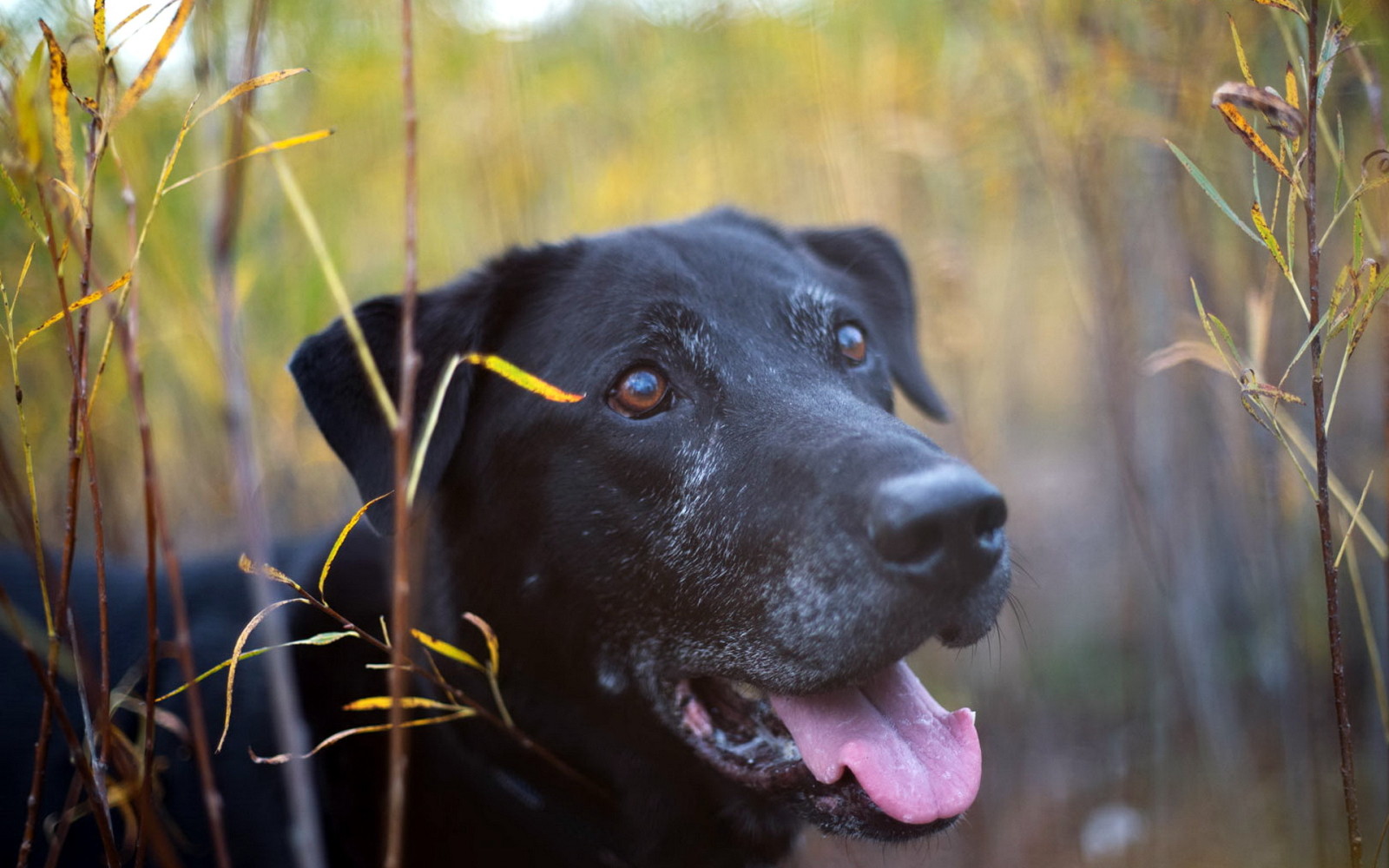 kijken, hond, elk