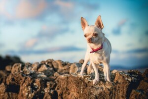 baby, blå bakgrunn, Chihuahua, skyer, halsbånd, søtnos, dekorative, hund