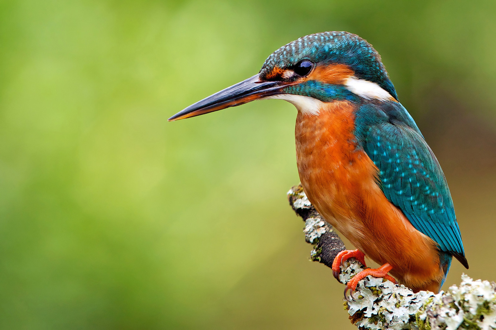 κλαδί, πουλί, Αλκυόνα, κοινός Kingfisher, alcedo atthis