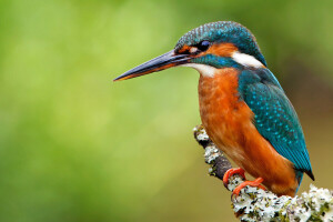 alcedo atthis, pássaro, ramo, Martim-pescador comum, Martim-pescador