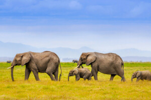 Afrique, éléphants, famille, paysage, montagnes